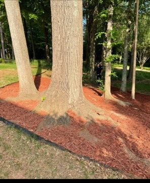 Fresh mulch around mature trees